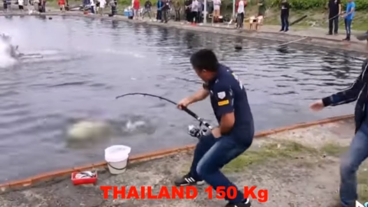video mancing ikan